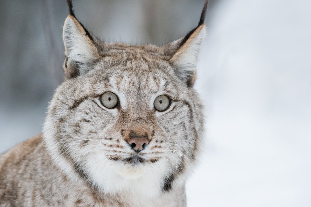 wildearthguard's tweet photo. Victory! Now Montana's lynx need not live in fear of cruel traps. These amazing cats deserve a shot at recovery! https://t.co/0QeldJqASW https://t.co/yYwfLmq5KQ