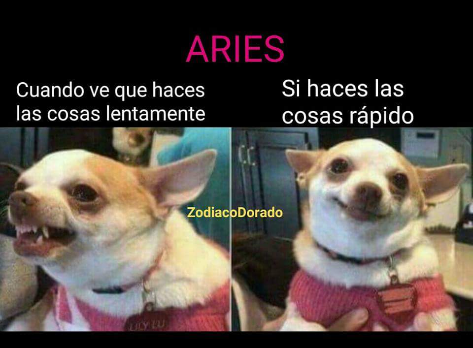 Marianoberonok's tweet photo. Jajaja re loco era #aries 😅 https://t.co/9MVs0bD70f