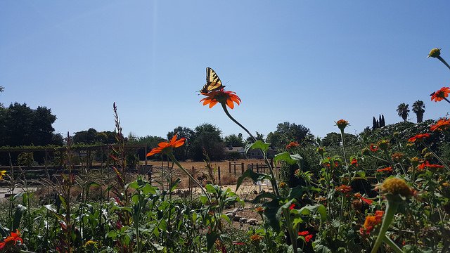 soilbornfarms's tweet photo. Join Summer Ward, Seasons Of Summer WED 12-1pm for all levels yoga class at Soil Born Farms. $10 donation suggested. https://t.co/vzcKzY4bm5 https://t.co/J988ZjDbNv