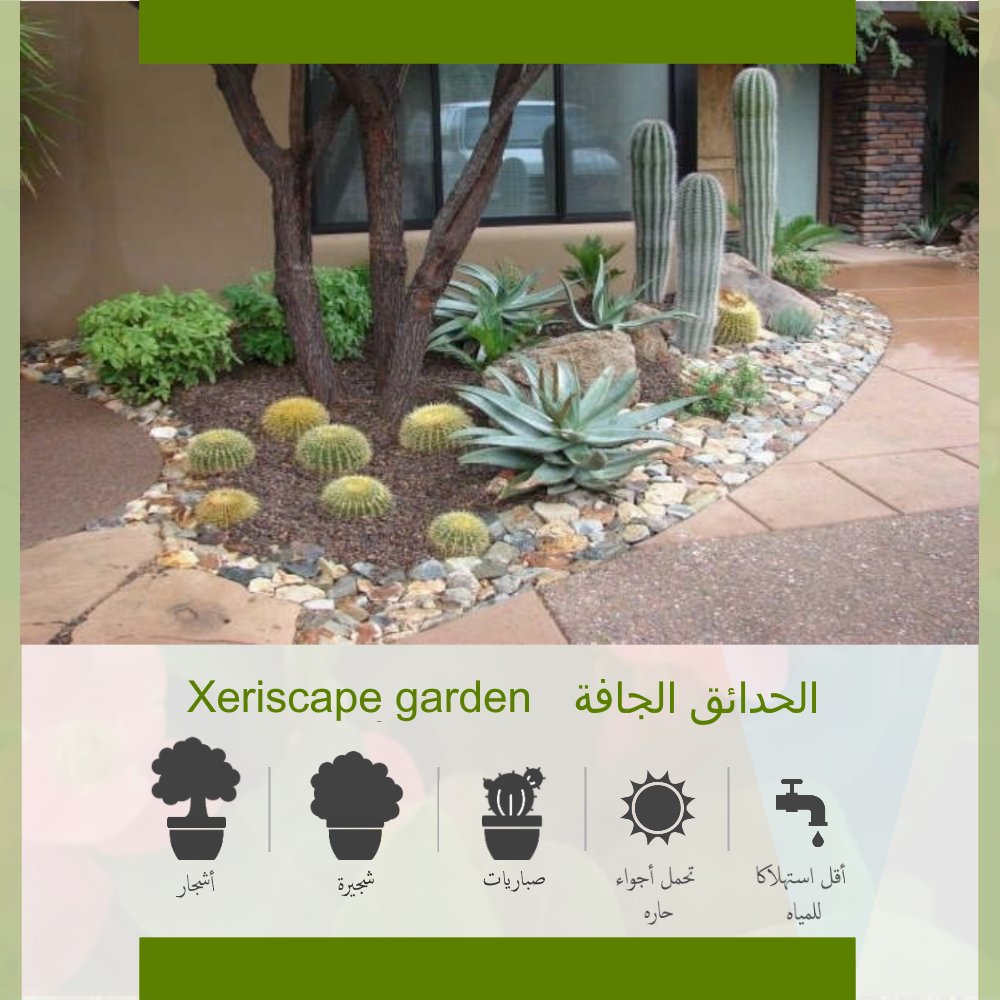 #الحدائق_الجافة #Xeriscape
#لبستنة_الجافة #حديقه #امارات #ابوظبي #UAE #بين_جسرين #الشامخة #مدينة_خليفة #مدينة_محمد_بن_زايد #مصدر #الشوامخ