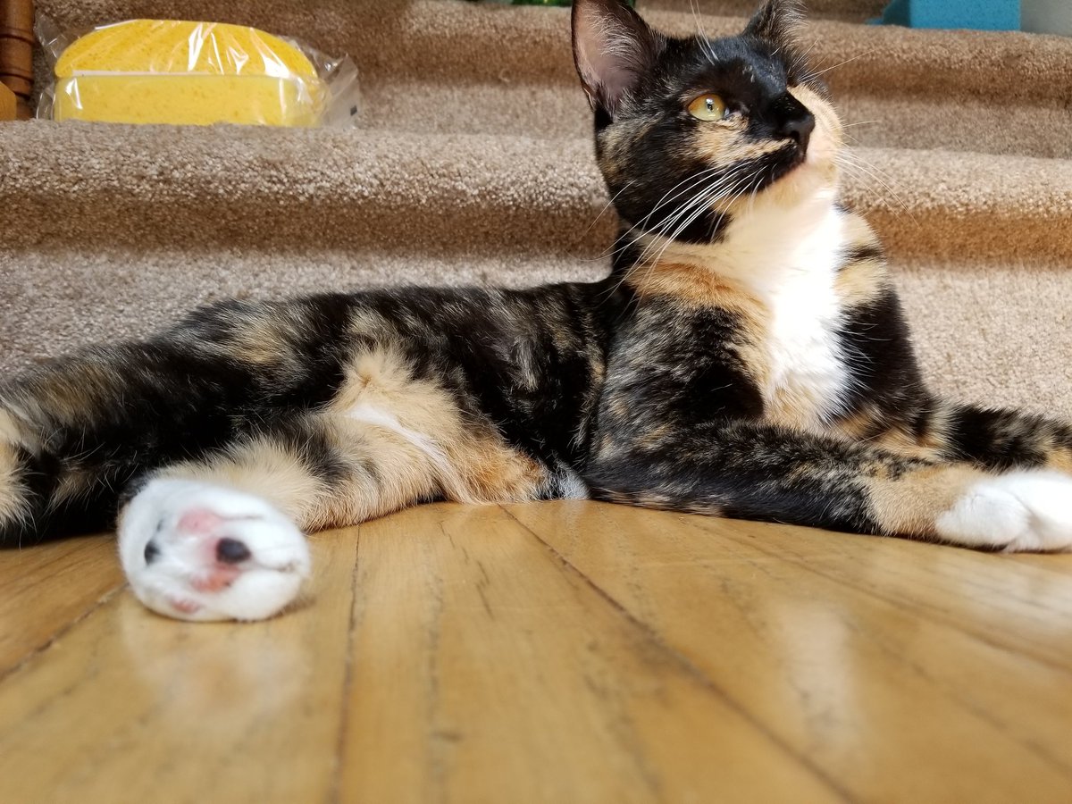 Happy cat! #cats #CatsOfTwitter #AdoptDontShop #cute #catsofinstagram #beautiful
