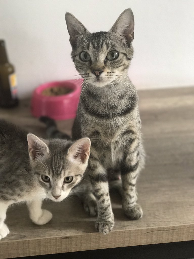 MzllHasnaa's tweet photo. Mes bébés ❤️😻
#journeeinternationaleduchat #JourneeMondialeDuChat #jevousaime https://t.co/EJEbtQmmaa