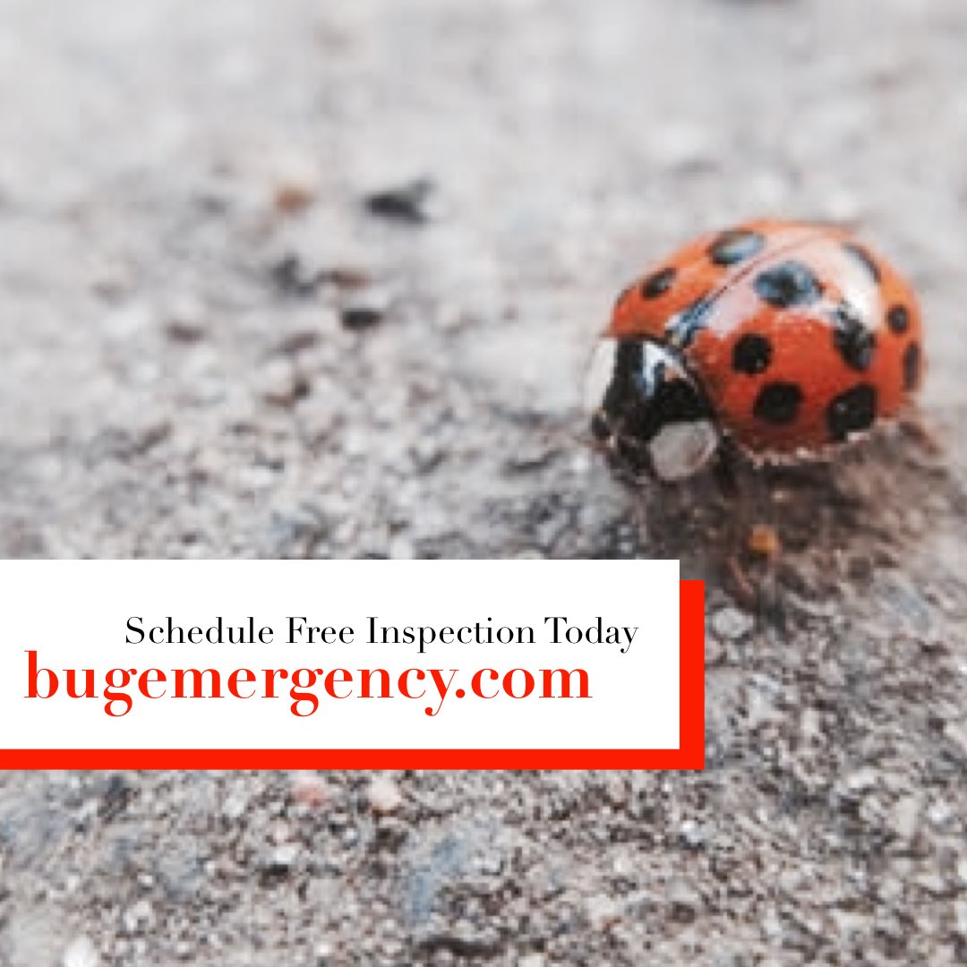 bugemergency's tweet image. bugemergency.com 
#bugemergency #lasvegaspestcontrol