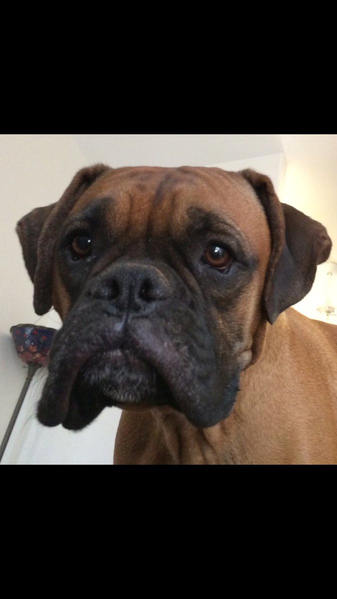 attorneyjane's tweet photo. Lost dog 729-8292
#lostdogspimacounty https://t.co/cyww4S9QYm