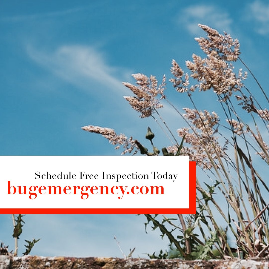 bugemergency's tweet image. bugemergency.com #bugemergency.com
#lasvegaspestcontrol