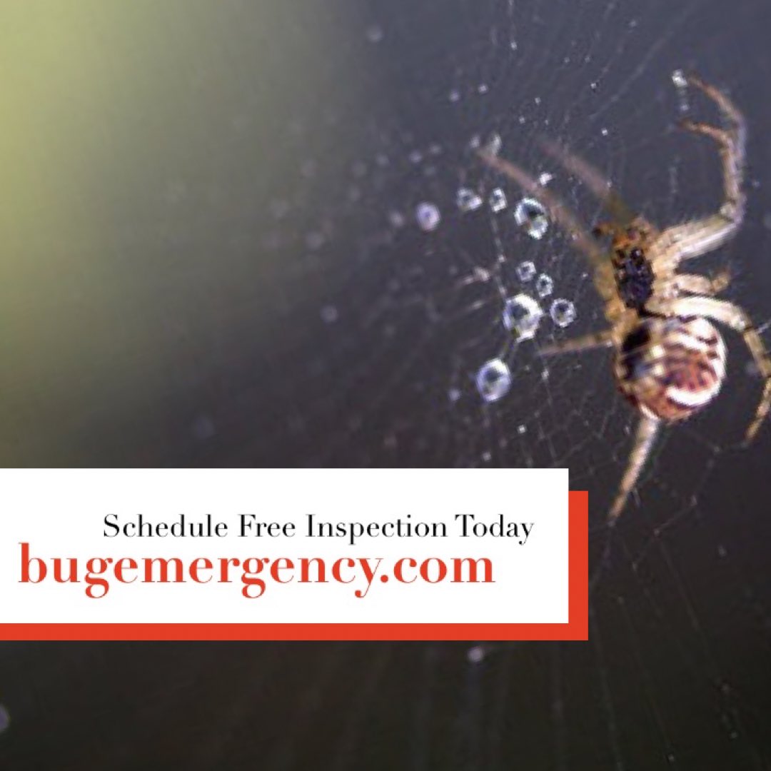 bugemergency's tweet image. bugemergency.com
#bugemergency
#lasvegaspestcontrol