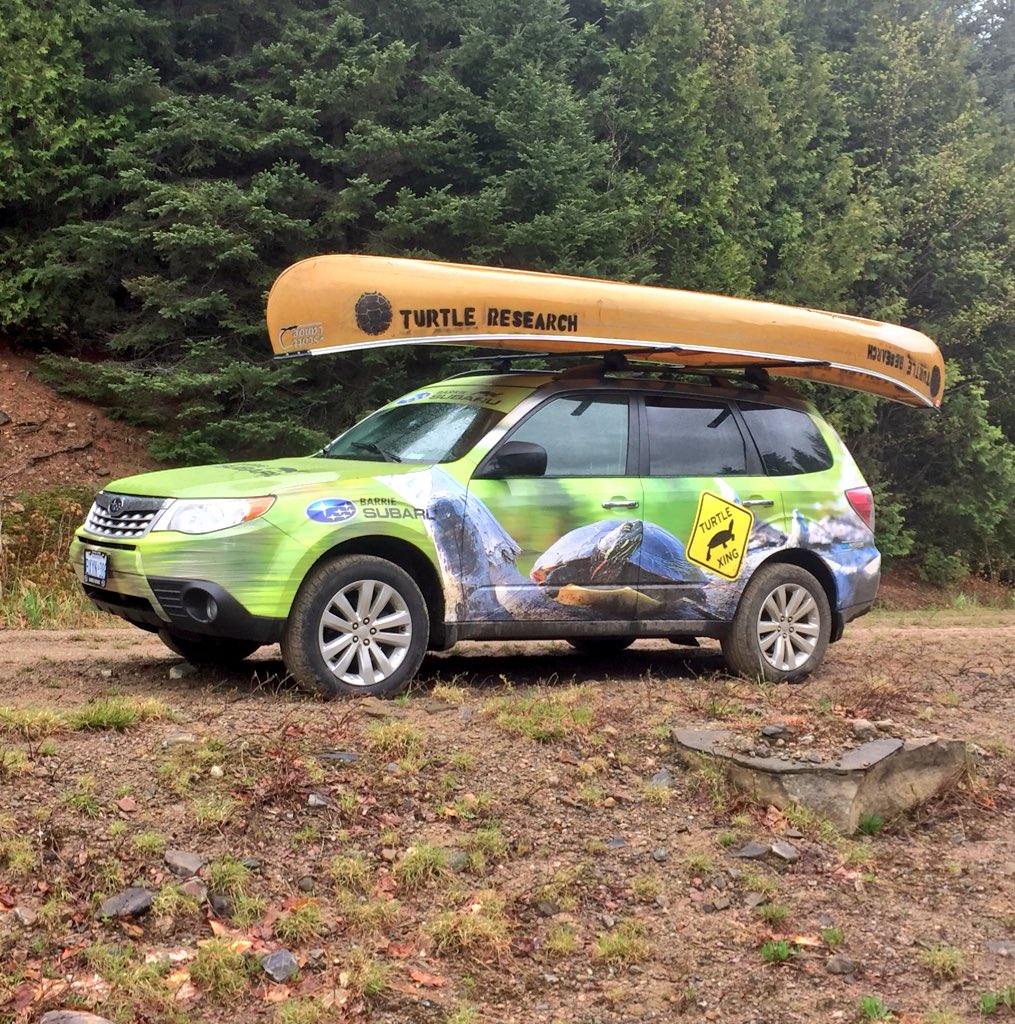 stevenkell21's tweet photo. MSc research vehicle sponsored by @barriesubaru for my research on turtle conservation #SUBARU #conservation #turtles #roadecology https://t.co/BnRjISNc6J