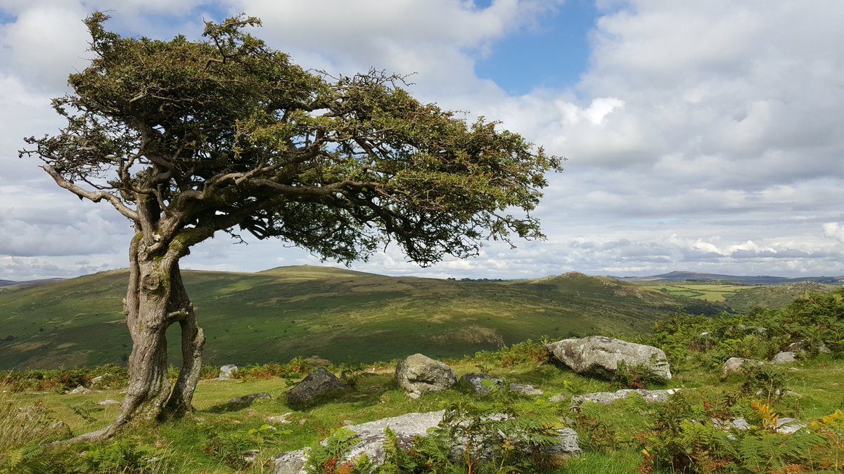 benking01's tweet photo. Beautiful hawthorn tree at Combestone Tor #Dartmoor https://t.co/OoYhQ2Cerk