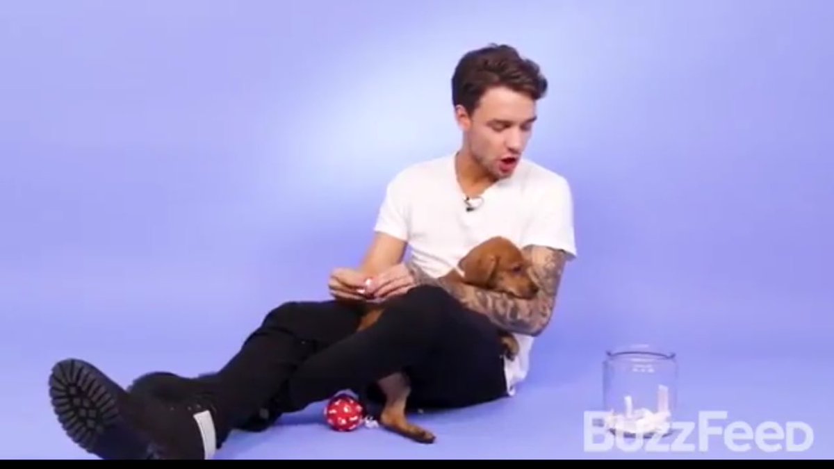 LPayneTXUpdate's tweet photo. This puppy is me. There to love &amp; support @LiamPayne -C #liampayne #OneDirection https://t.co/ZybvbuVA2v