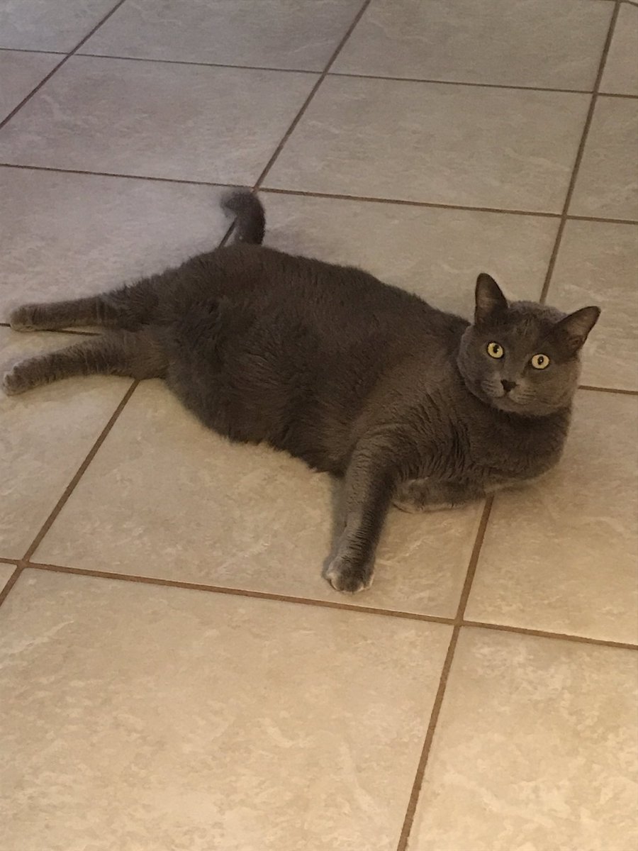 RollTheRRs's tweet photo. #InternationalCatDay #ThickWitIt https://t.co/MXKr0SKaFm