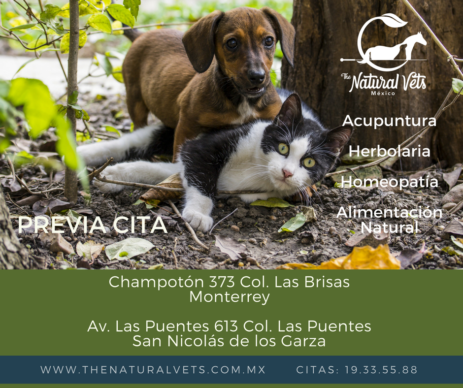 Nuestras dos direcciones

#MTY sur
#SanNicolás

Agenda tu cita 👇👇👇
📞19 33 55 88
🌐thenaturalvets.com.mx
✉contacto@thenaturalvets.com.mx