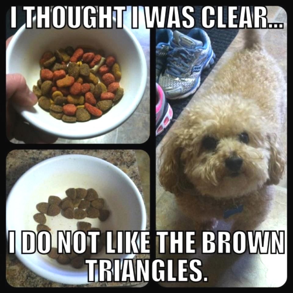 epicpetstuff's tweet photo. https://t.co/X2ypkIA08P