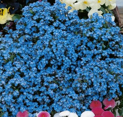 WoollyGreen's tweet image. If you're after a perfect blue for edging and borders, go for forget-me-not buff.ly/2tRcWMu