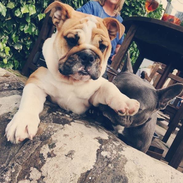 Pheasant_Inn's tweet image. Don't forget, we're 🐶 friendly! Bring along your pooch for a meal or overnight stay - with plenty of walks in the local area too. #Woof