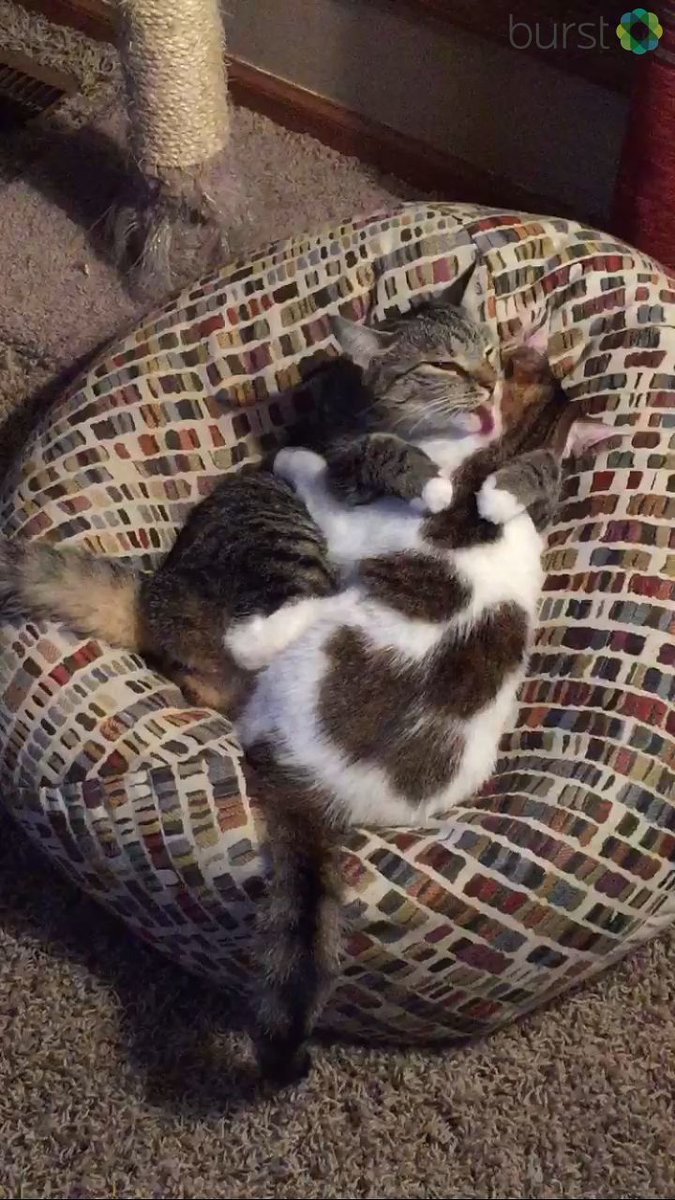 13WHAM's tweet photo. Too cute! Maya &amp; Chip are hugging :) Share your #internationalcatday photos with us --> burst/com/13wham https://t.co/cygaPA6bD5