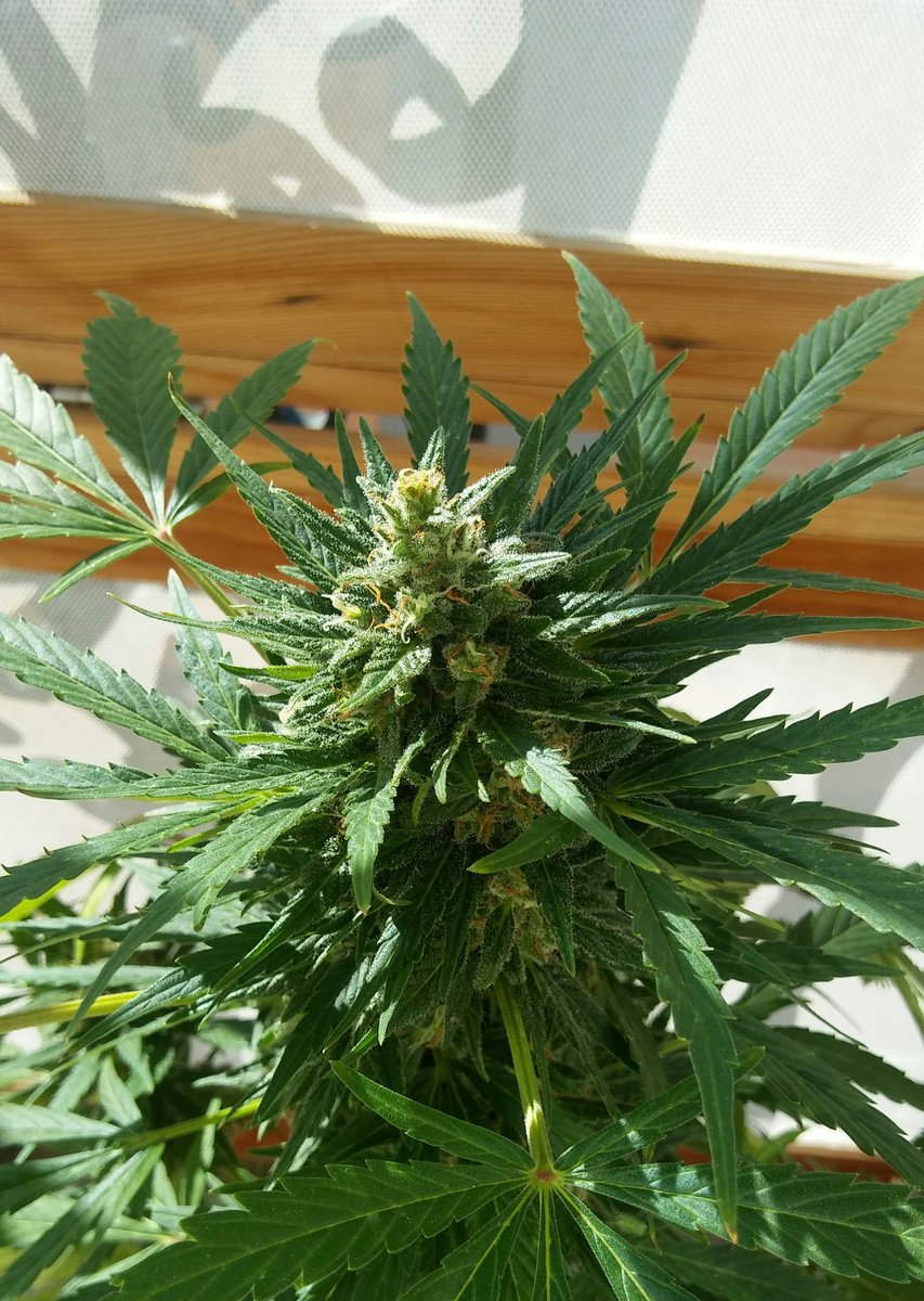 badilandia's tweet photo. #FelizMartes #WeedLovers
La vida no trata de encontrarse a uno mismo,sino de #crearse a uno mismo 💚🌱
#1tuitXmaria
#MariaSinMordaza https://t.co/t9fRj31c5X