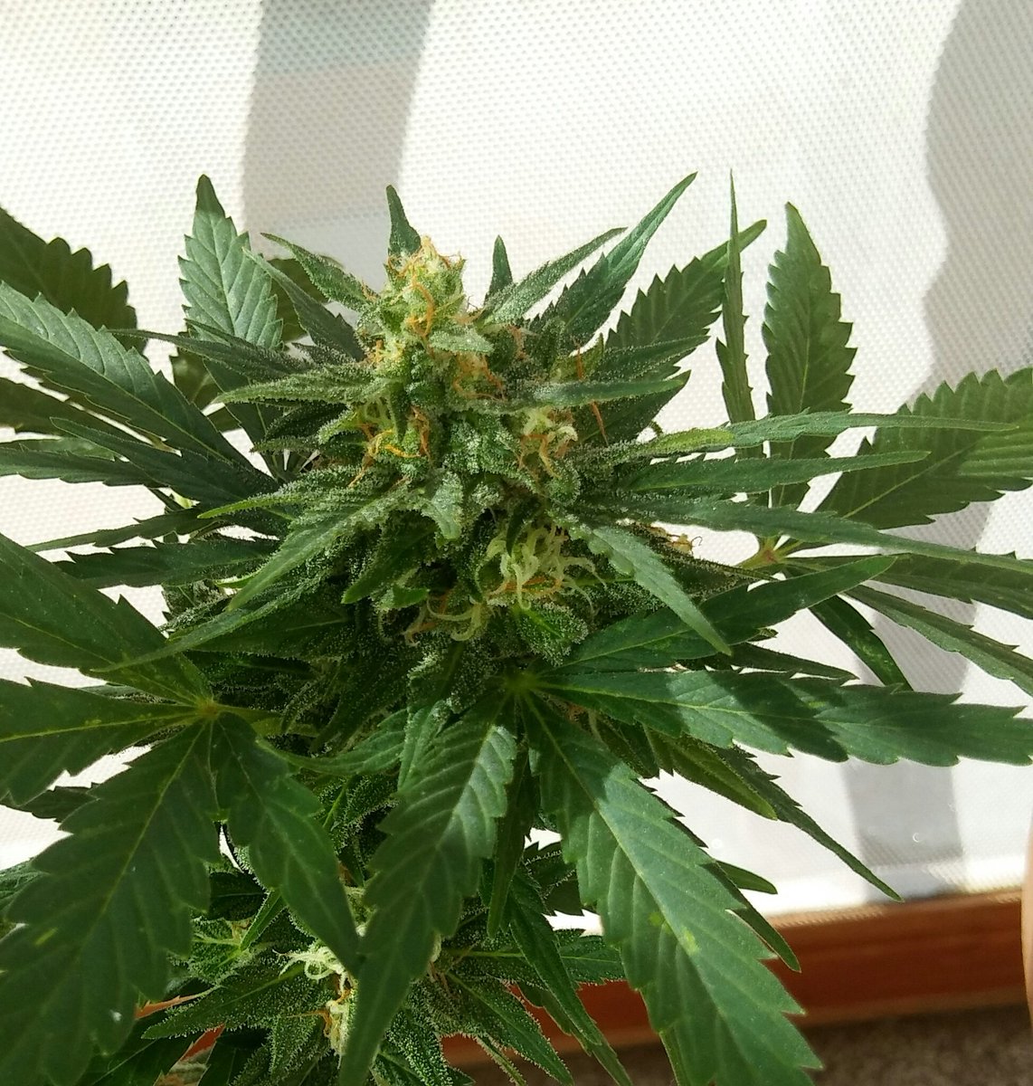 badilandia's tweet photo. #FelizMartes #WeedLovers
La vida no trata de encontrarse a uno mismo,sino de #crearse a uno mismo 💚🌱
#1tuitXmaria
#MariaSinMordaza https://t.co/t9fRj31c5X