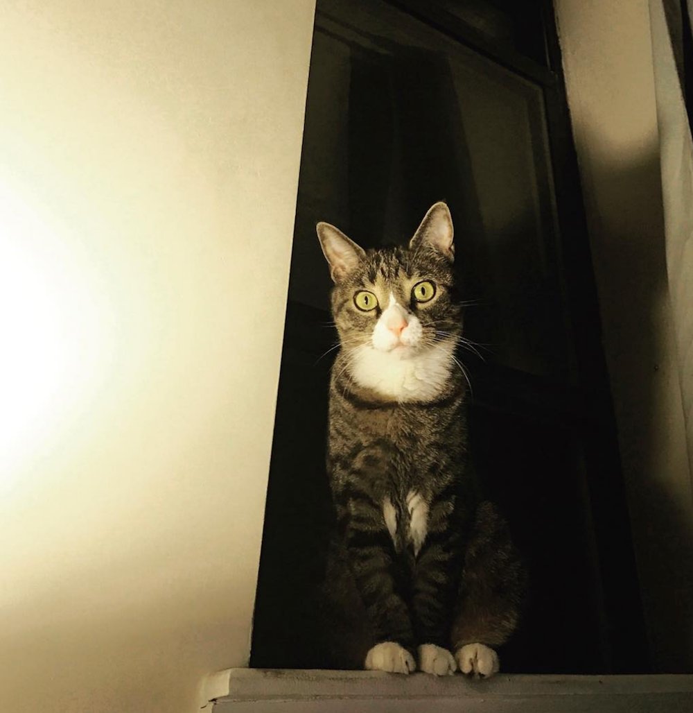 mental_floss's tweet photo. 36 Things You Might Not Know About Cats for #InternationalCatDay — https://t.co/ioucG61R9y https://t.co/V8Hul9Sqem