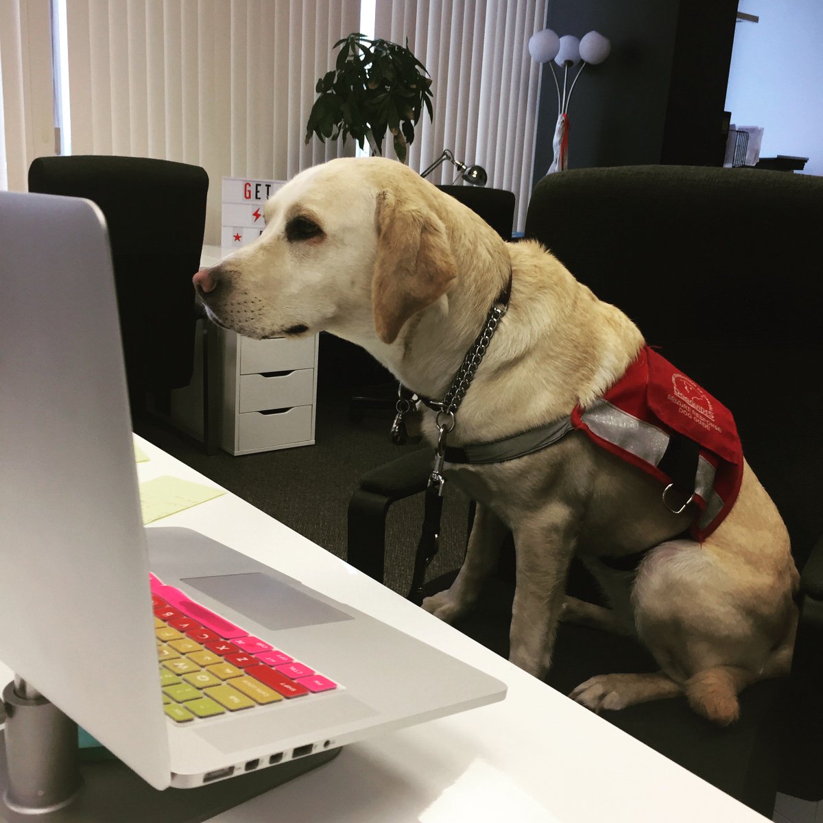 mdjack's tweet image. Quinnah the Service Dog will attending her 3rd @ASAEannual. A friendly reminder not to pet or distract :) #ASAE17