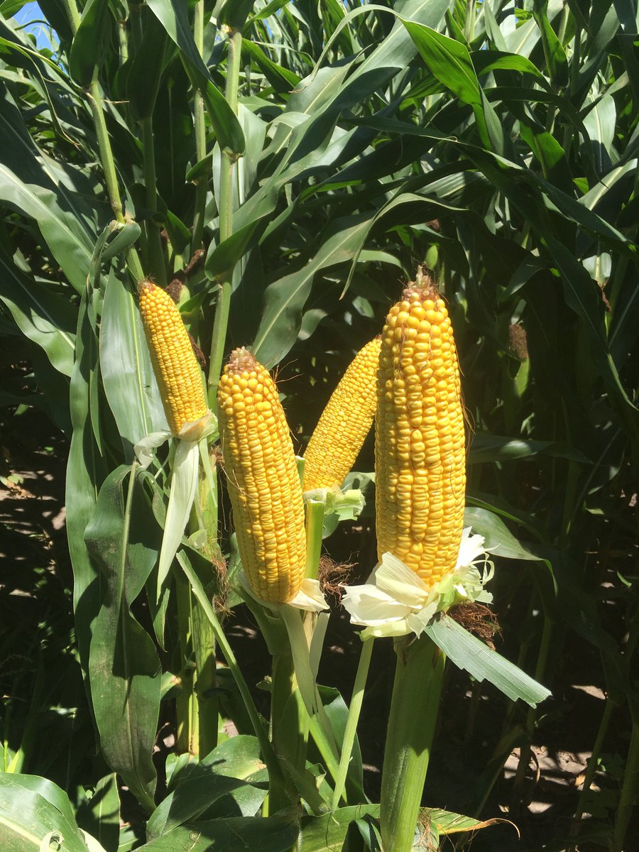 KyleMcClelland1's tweet photo. Managed tipback, no firing, holding canopy color, tabletop/even ears...#DKC62-52RIB is 1-2-watch for 2017 in Central Illinois. @BRANDT_co https://t.co/kRR0KrD42v