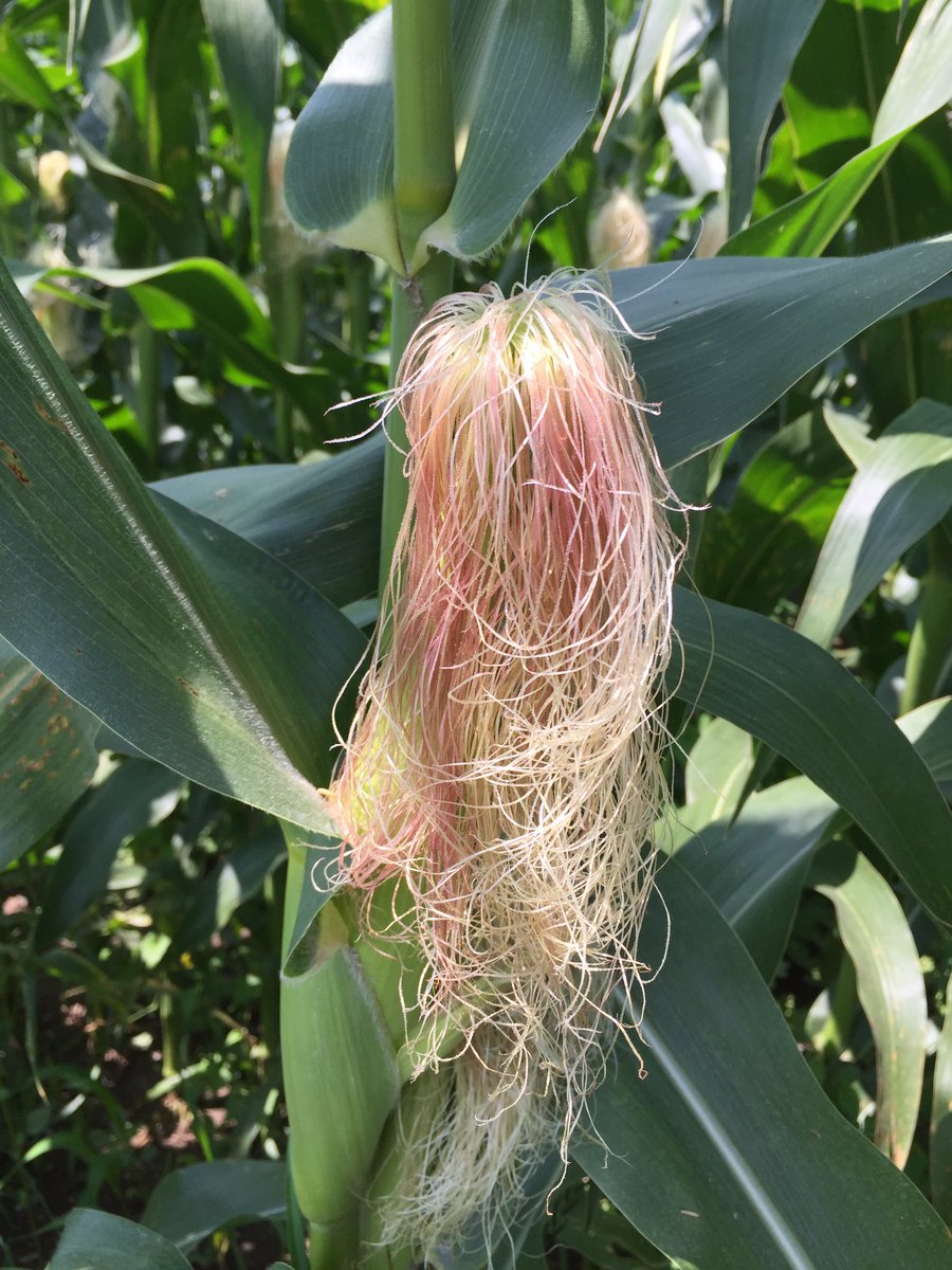 MariekePatton's tweet photo. Moist Silks R1-R2 is #ProlineTime for #Corn 🌽
Disease⏬ Yield⏫
DON⏬ Quality⏫
StalkRot⏬ Standability⏫ #GoodFarmProbs #Spray17 #Ontag https://t.co/zbVuYr0u6e