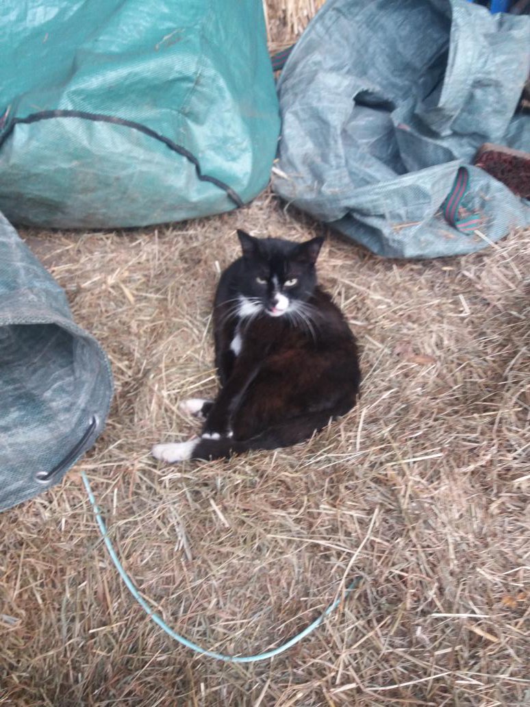 Sarah❤ (@sarahbl27) on Twitter photo Stallkaterchen Hugo wird heute mal besonders betüddelt😁 #katzentag <a href="/dielochis/">Heiko & Roman Lochmann</a> Stallkaterchen Hugo wird heute mal besonders betüddelt😁 #katzentag <a href="/dielochis/">Heiko & Roman Lochmann</a>