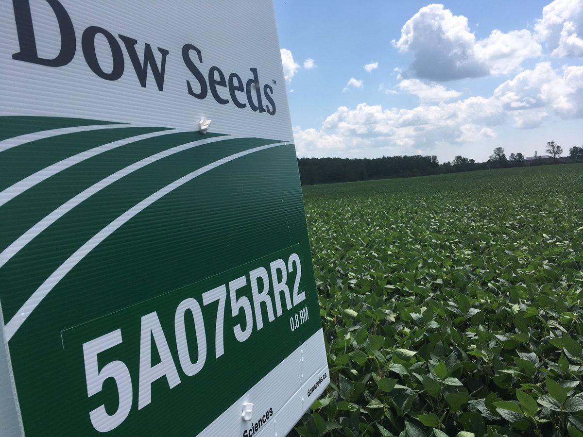 agronomyavocate's tweet photo. DOW Soybeans sure are looking good this season. @carson_bay_farm #DOW #soys #2017crop https://t.co/rGvj1gQpSh