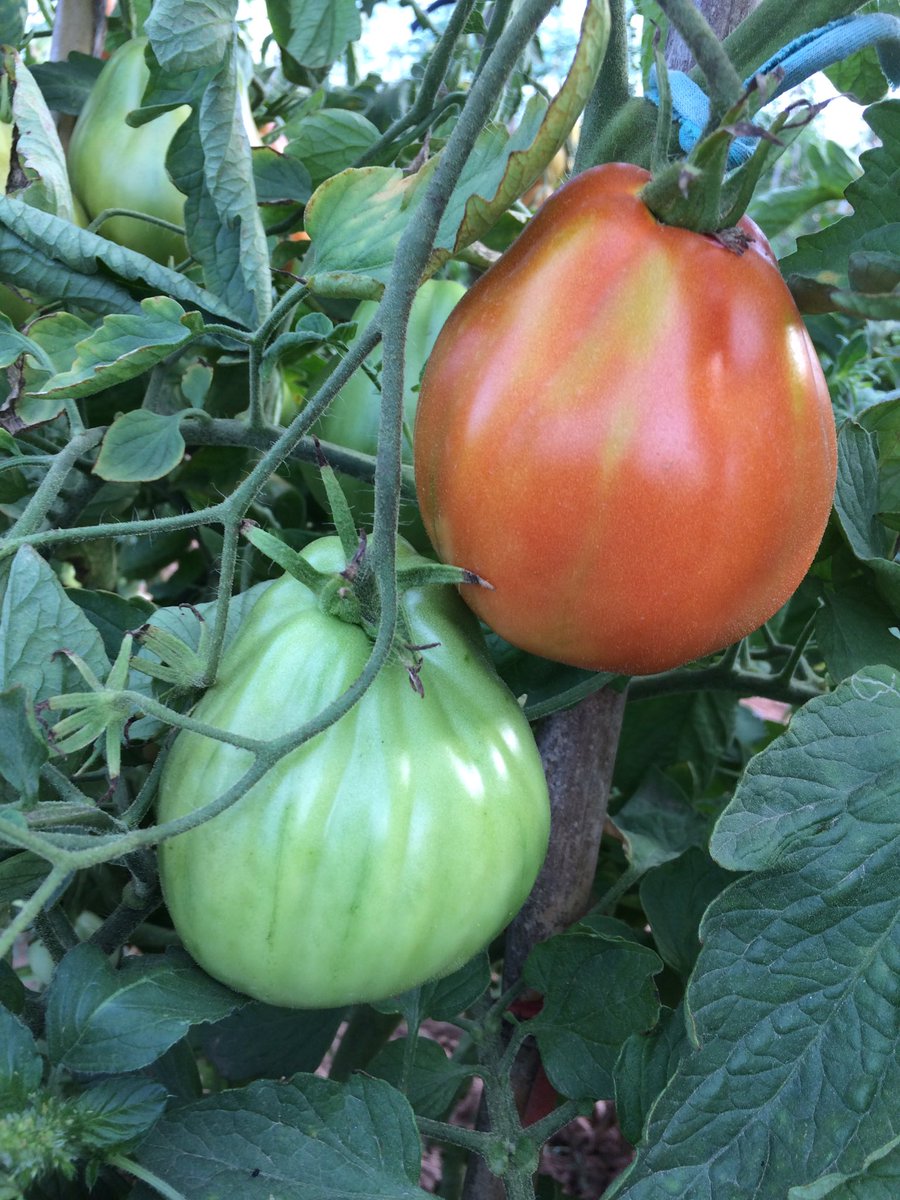 hortalliure's tweet photo. 🍅 TENIM AQUESTS TOMÀQUETS 🍅
- Cor de Bou
- Pebroter
- Bombeta groc
- Zebra
- Cirera negra
- Pruna
- San Marzano

 ☎ 622 36 73 68 - Truca'ns https://t.co/ejWpizNRxi