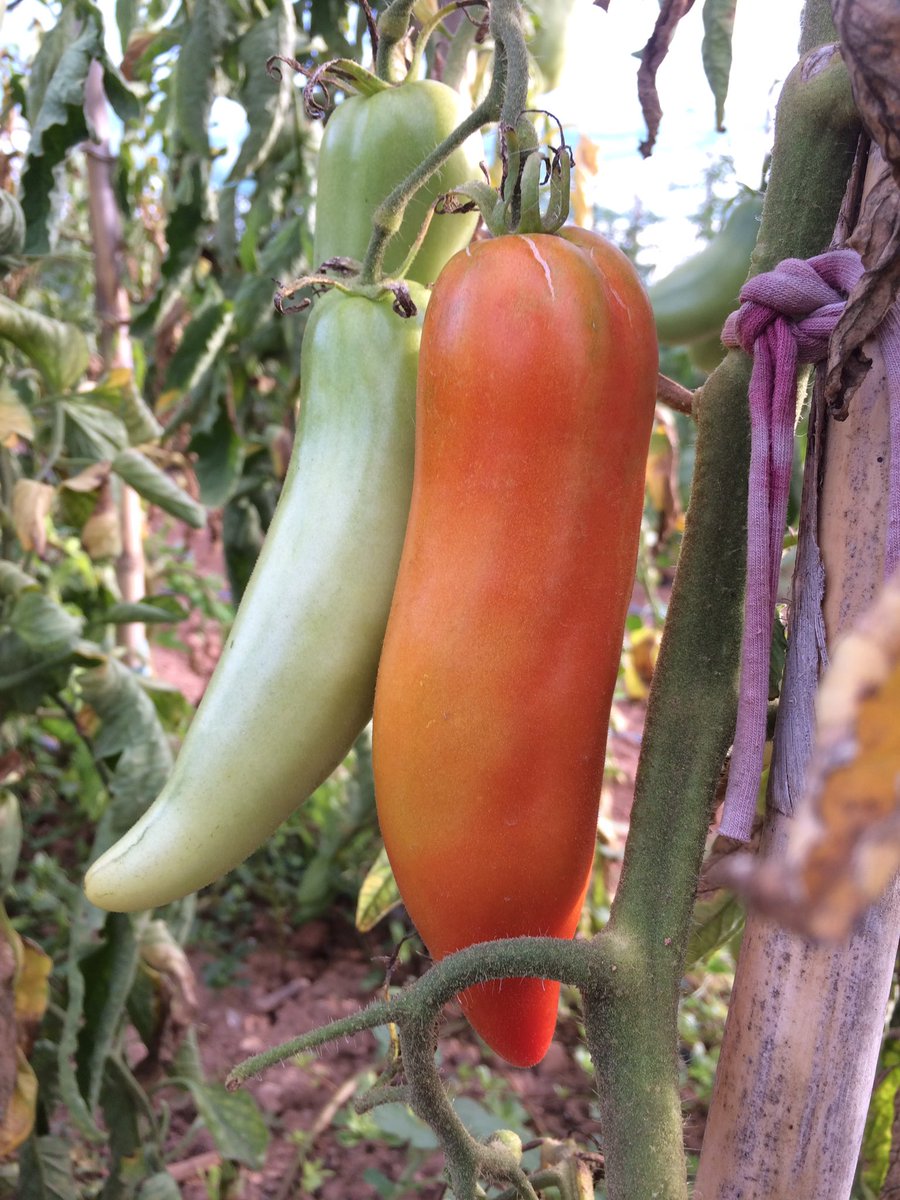 hortalliure's tweet photo. 🍅 TENIM AQUESTS TOMÀQUETS 🍅
- Cor de Bou
- Pebroter
- Bombeta groc
- Zebra
- Cirera negra
- Pruna
- San Marzano

 ☎ 622 36 73 68 - Truca'ns https://t.co/ejWpizNRxi