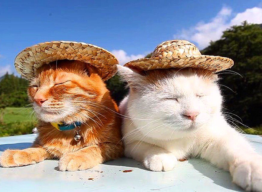StrawHatAXA's tweet photo. The International Fund for Animal Welfare - IFAW says today is #InternationalCatDay, so let's celebrate with cats in #StrawHats! 🐱👒#Anguilla https://t.co/757NVvIva7