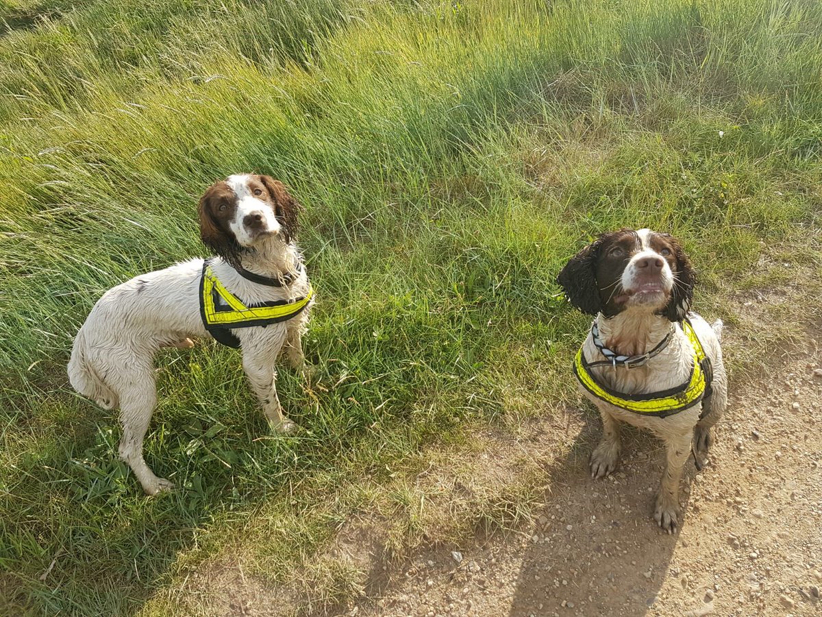 Essex Forensic Recovery dogs Mo &amp; Monty supporting regional colleagues in Thetford Forest today <a href="/EssexPoliceUK/">Essex Police</a> @EPPolicedogtrg