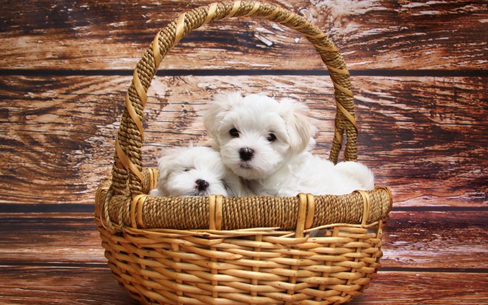 ট ইট র Takeru Shashino 壁紙をダウンロードする 子犬 マルタの犬種 小型犬 白子犬 かわいい動物たち 犬 T Co Lhenr0oaww動物 子犬 マルタの犬種 小型犬 白子犬 かわいい動物たち T Co Ovkcx4g0p6 ট ইট র