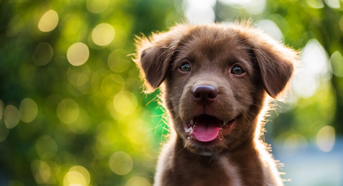 BostonMagazine's tweet image. Cambridge is banning all sales of non-rescue pets: bit.ly/2vfXZXf