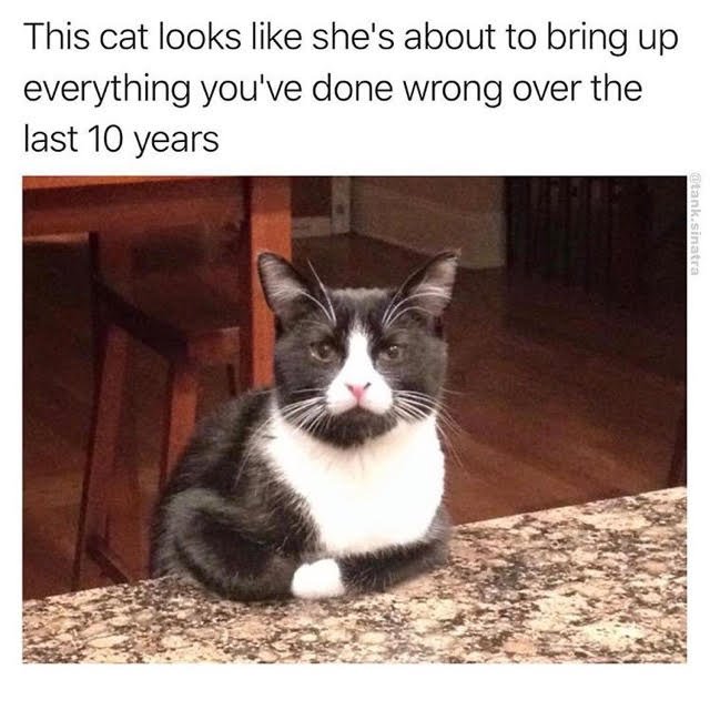 thisissigrid's tweet photo. happy international cat day❤️  @GeorgeResch https://t.co/GWHYuTRhAB