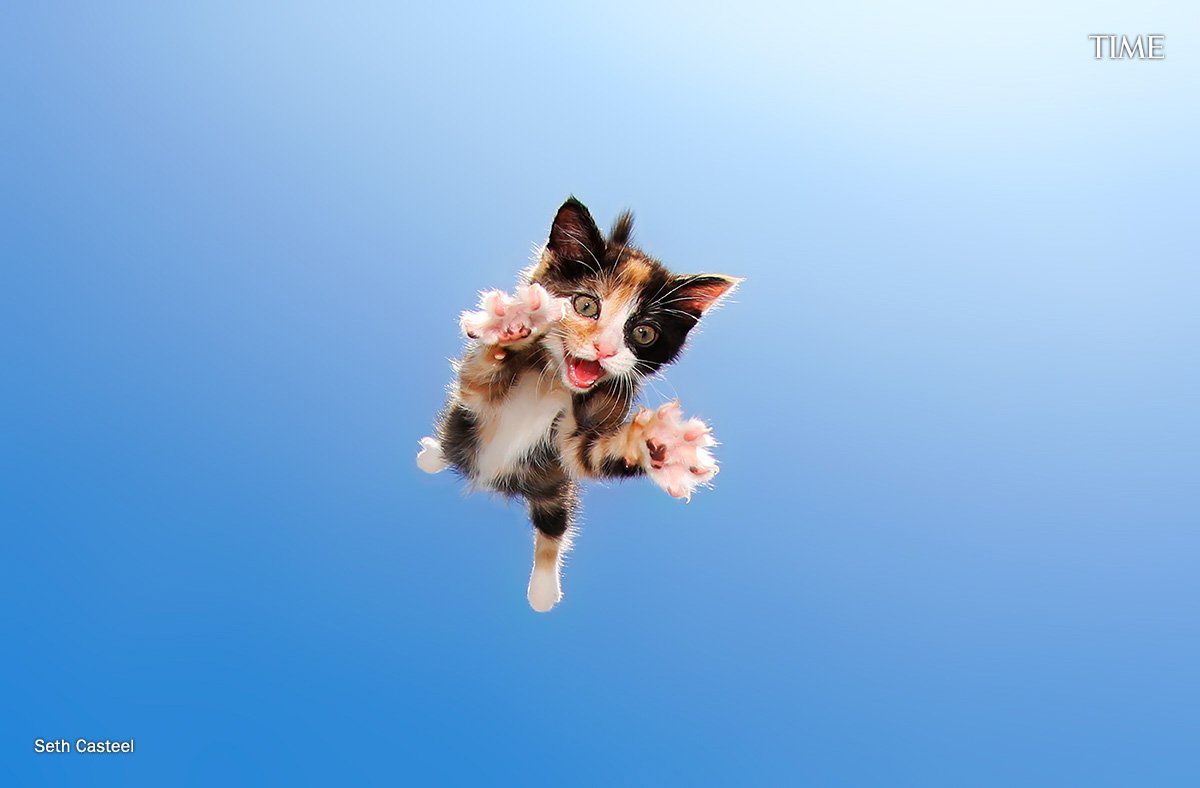 Happy international cat day, here are some adorable photos of kittens pouncing | ti.me/2e4m0ra Photo: Seth Casteel #cats