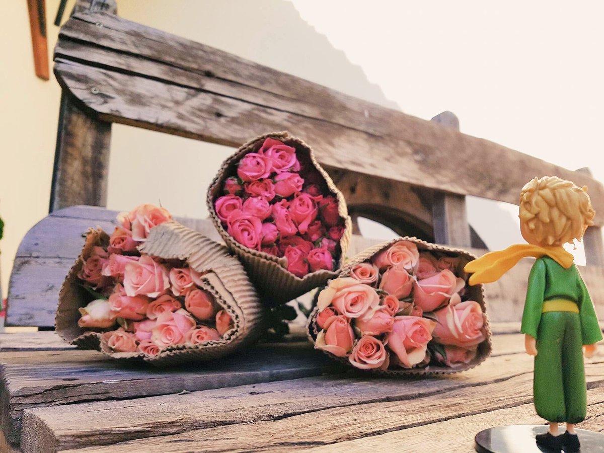 Contemplarás las otras rosas y comprenderás que la tuya es única en el mundo.