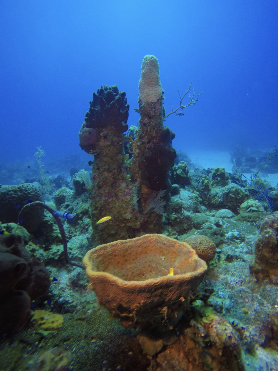 More cool photos from the deep! Come join in on the fun!