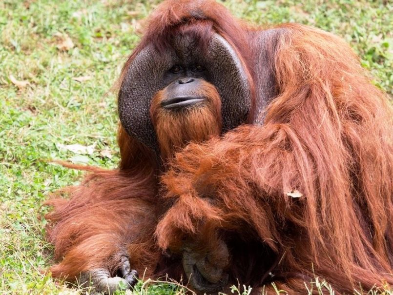 somosprimates's tweet photo. Ha muerto Chantek, orangután que hablaba lengua de signos en el Zoo de Atlanta. Quizás nunca hubieras debido estar ahí. Hasta siempre amigo https://t.co/BsY4If0AC8
