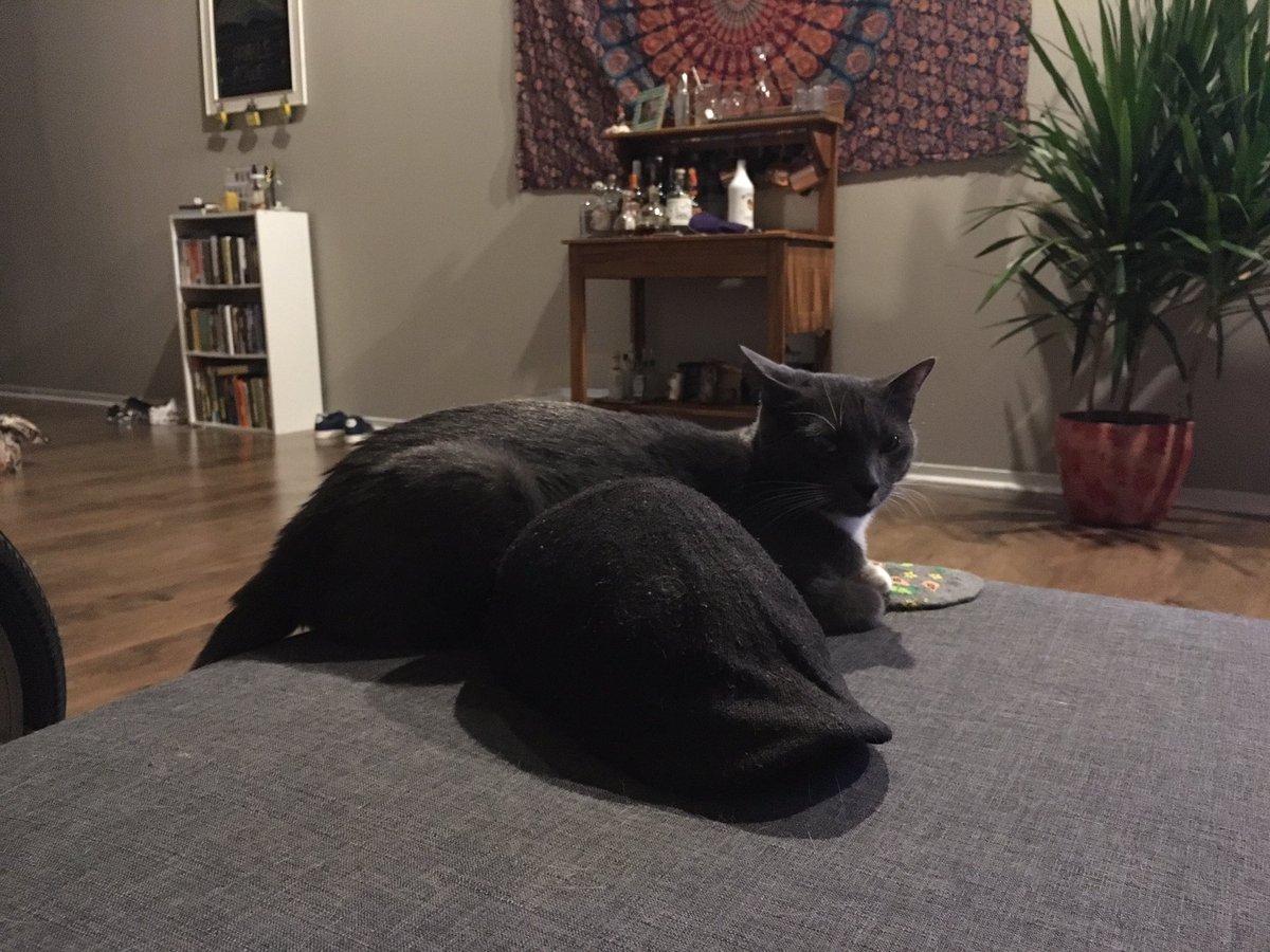 puddlesandfred's tweet photo. guys. which one is Puddles??? literally can't tell https://t.co/XvOBCzYDJU