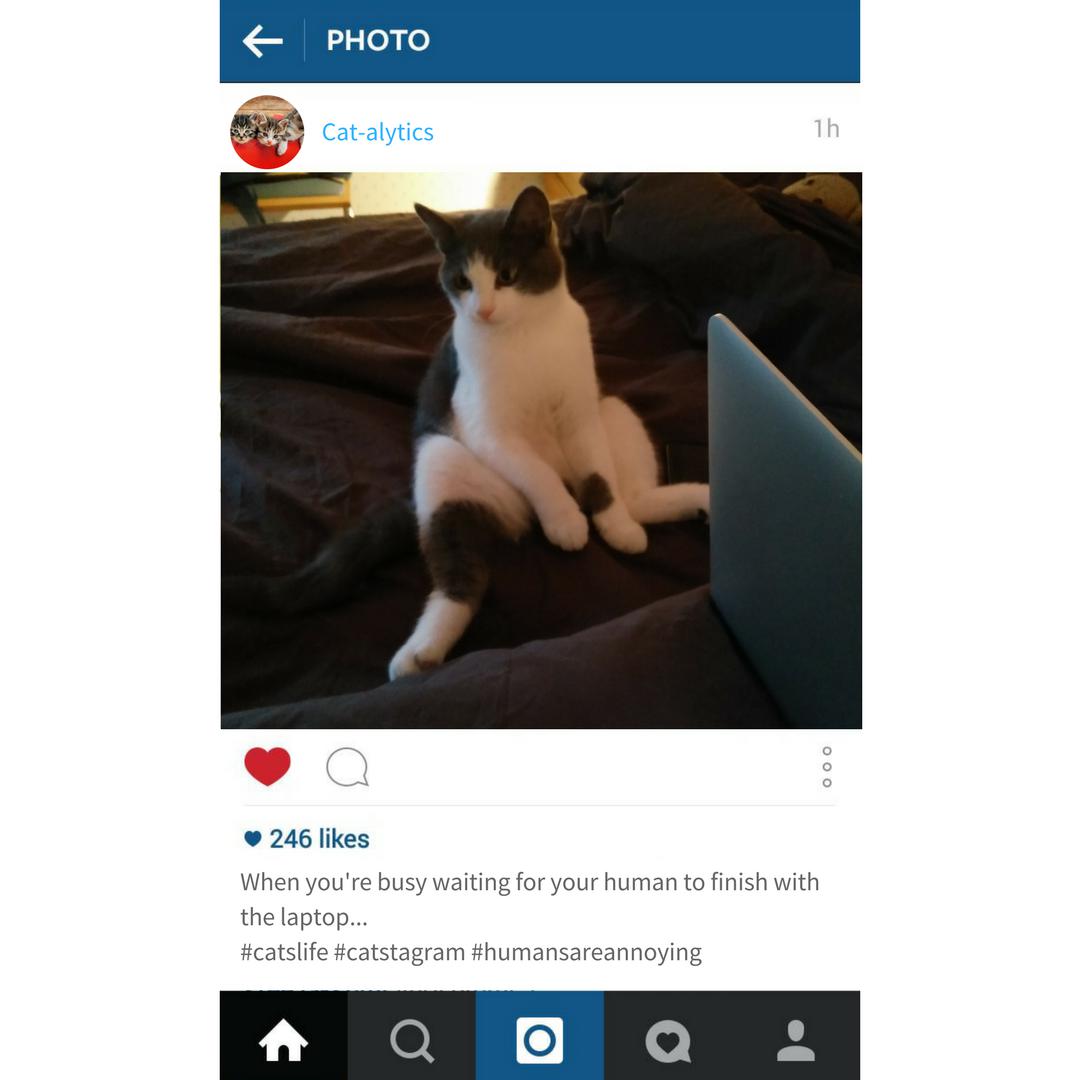If cats had Instagram... #internationalcatday #socialmedia