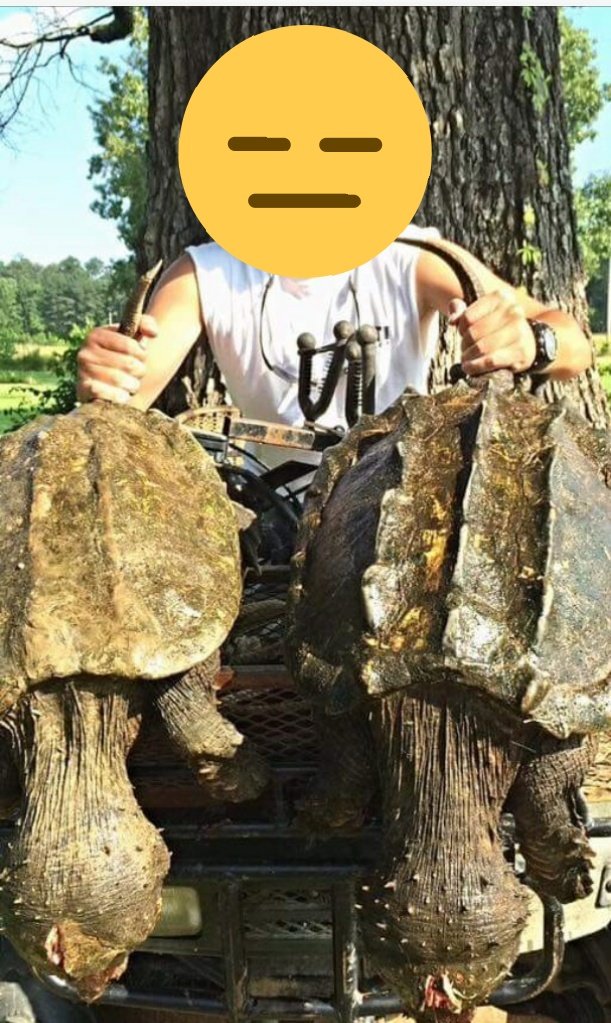 lukespearson's tweet photo. And this is why we need turtle conservation. Two female #alligatorsnappingturtles with eggs. #TSA2017 #macrochelys https://t.co/3Wu4sQNEq8