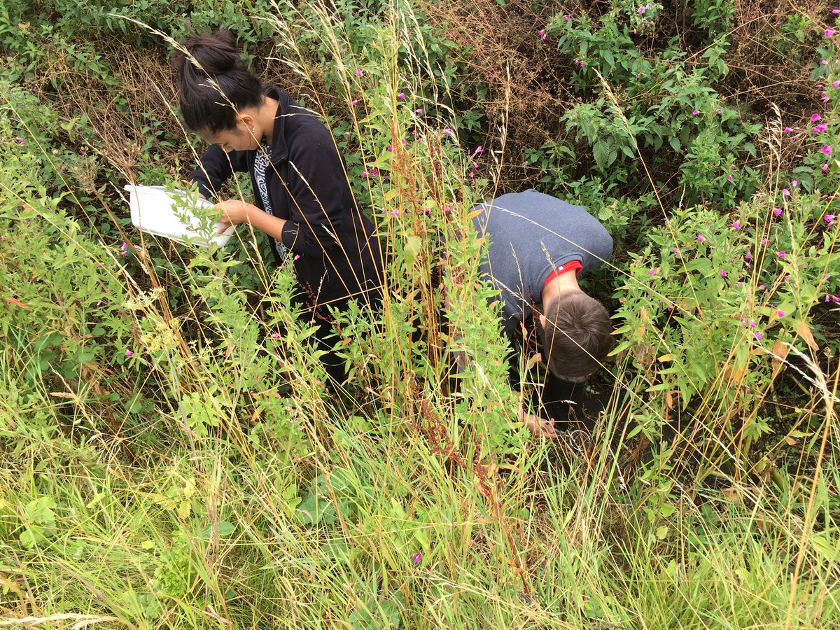 berrycroft_hub's tweet photo. @minibeastmayhem @BSBIbotany @guernseylibrary @george_garnett Photographic proof that botany & bugs can mix in perfect harmony - here's @george_garnett chasing water beetles at #BugFest17... https://t.co/THj4SoSiuN