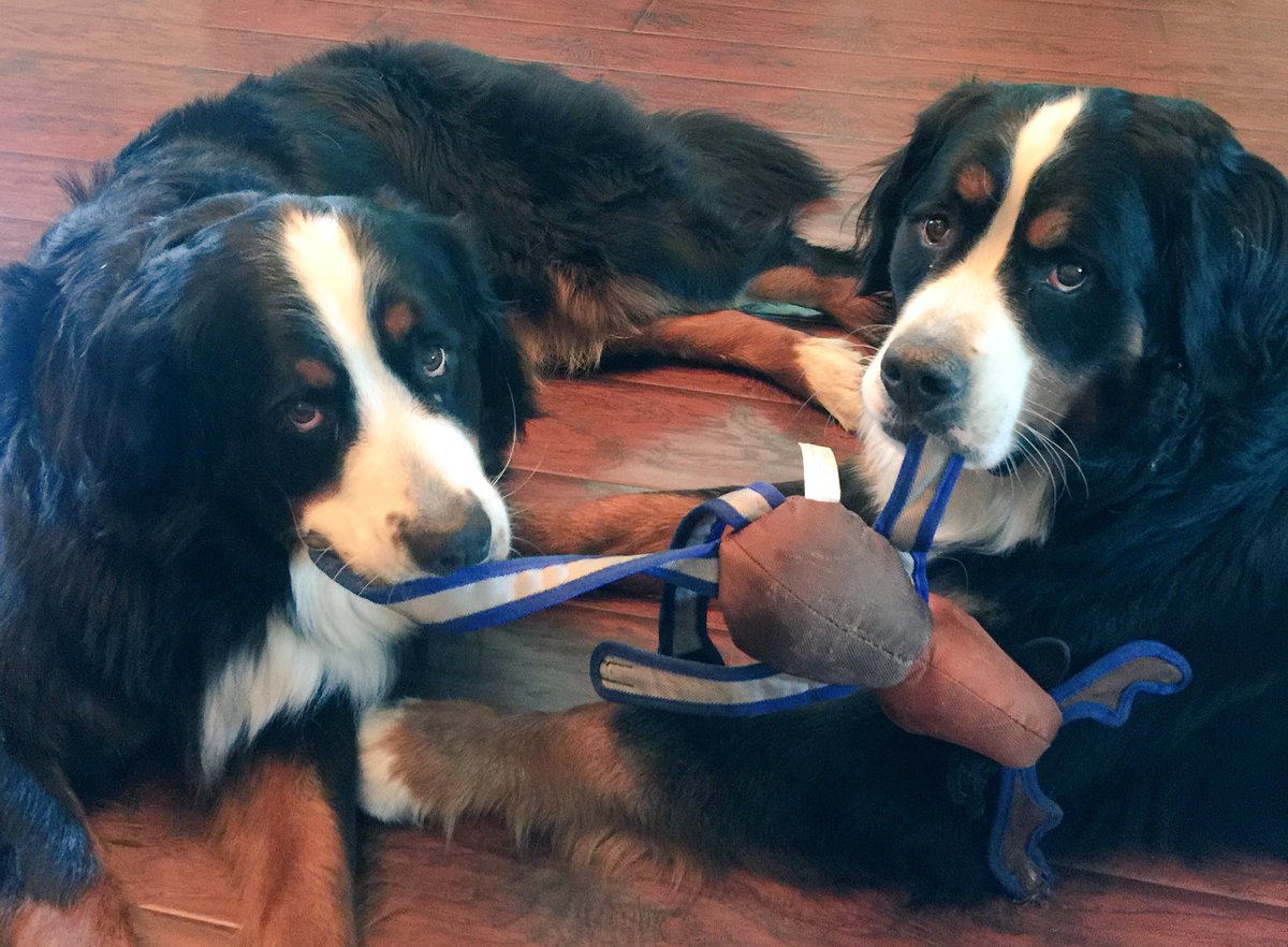 rukohler's tweet photo. When you're trying to play tug-o-war and relax at the same time. #LifeWithBerners #OsiTheBernie #FriarBearBMD https://t.co/SfsqUn1VXi