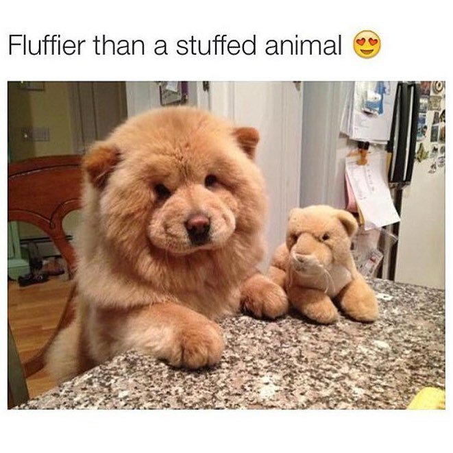 ShawnaBorman's tweet photo. Look at the #floof!!!
#doggo #kawaii #cute #fuzzy #wanttocuddle https://t.co/5EeChnmBS2