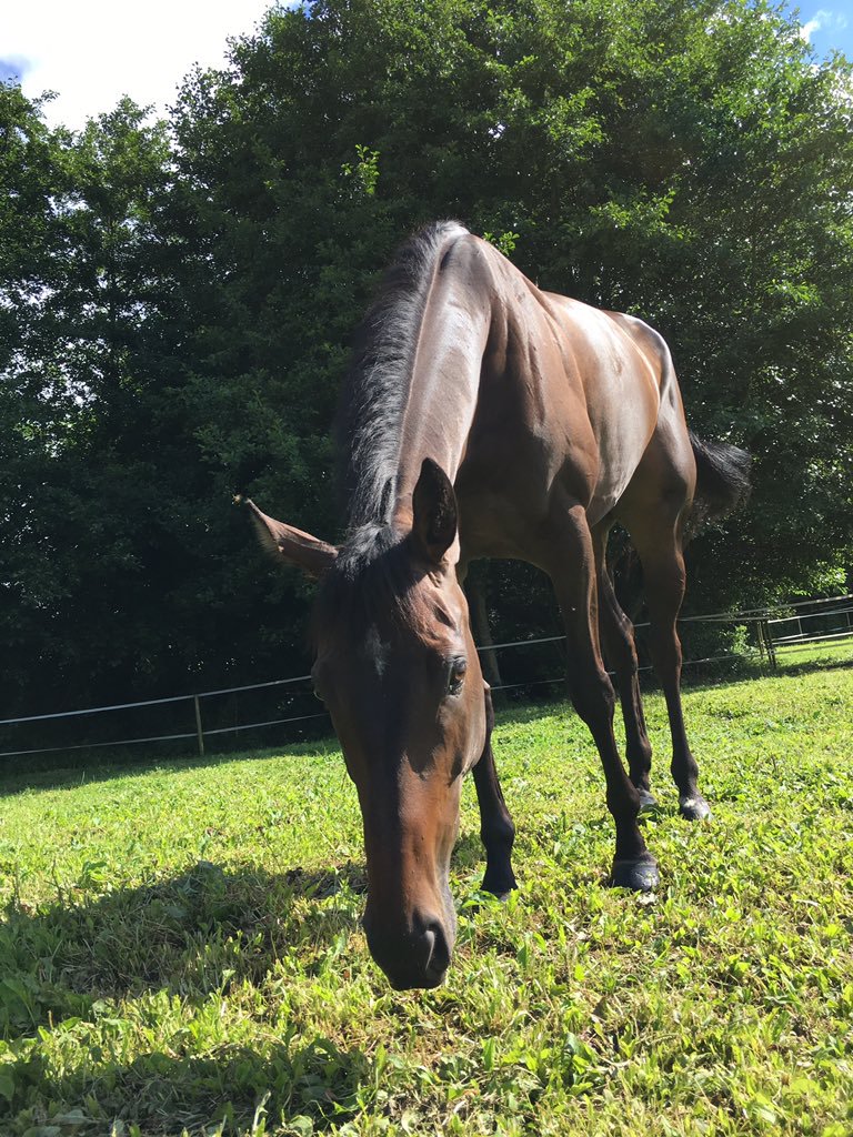 careersinracing.com (@careersinracing) on Twitter photo Stable Staff required.
Join <a href="/johnnyfarrelly/">Johnny Farrelly</a> & his team, Bath.
For more information please visit: ow.ly/JUN930efqER Stable Staff required.
Join <a href="/johnnyfarrelly/">Johnny Farrelly</a> & his team, Bath.
For more information please visit: ow.ly/JUN930efqER