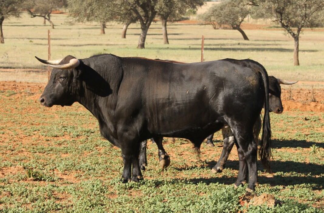 📸🖒Conde de la Maza se presentará en #Calasparra con este novillo. Toda la información solo aquí. En este enlace👉elmuletazo.com/2017/08/08/la-…