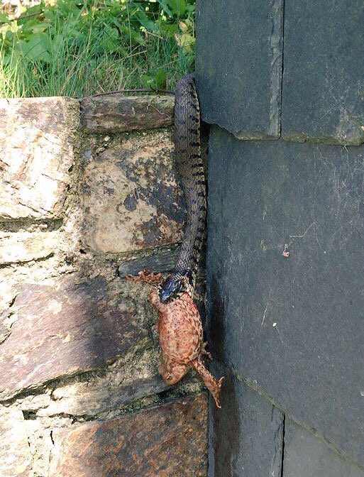 PCbuilders2's tweet image. Having a snack on a Toad#grasssnake