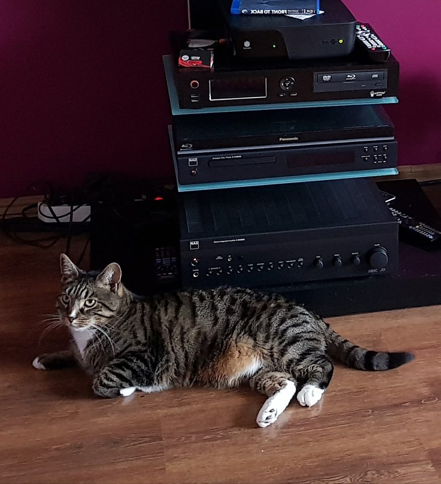 Meow. 

#InternationalCatDay