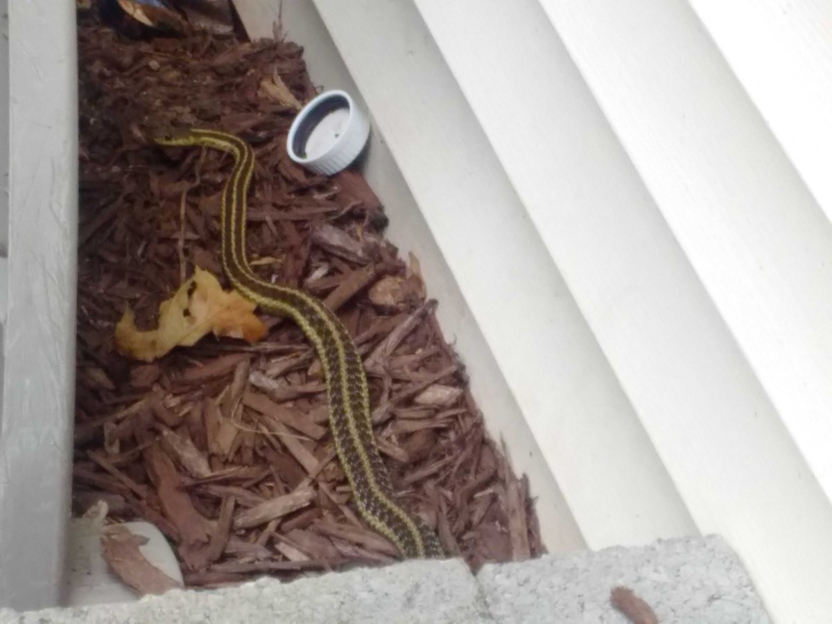 DanielCoonanP's tweet image. Think it is a harmless snake, but a little too close for comfort #identifythissnake #reptile #doesitbite