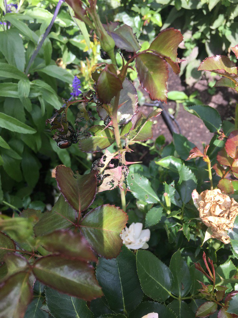 mnrosegardener's tweet photo. JB gang-bang on "Gaye Hammond". Worst ever this year. All drowned after posing for me. @mnrosegardener https://t.co/hpOrQ4LjVj